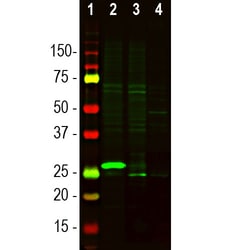 Invitrogen SCGN Polyclonal Antibody:Antibodies:Primary Antibodies