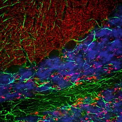 Invitrogen alpha Synuclein Polyclonal Antibody:Antibodies:Primary Antibodies