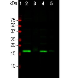 Invitrogen alpha Synuclein Polyclonal Antibody:Antibodies:Primary Antibodies