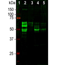 Invitrogen Tau Polyclonal Antibody 500 &mu;L; Unconjugated:Antibodies,