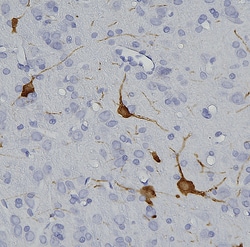 Invitrogen Tyrosine Hydroxylase Polyclonal Antibody:Antibodies:Primary