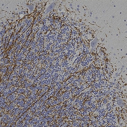 Invitrogen CNPase Polyclonal Antibody 500 &mu;L; Unconjugated:Antibodies,