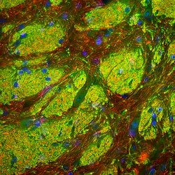 Invitrogen CNPase Polyclonal Antibody 500 &mu;L; Unconjugated:Antibodies,