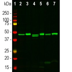 Invitrogen CNPase Polyclonal Antibody 500 &mu;L; Unconjugated:Antibodies,