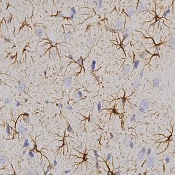 Invitrogen GFAP Polyclonal Antibody:Antibodies:Primary Antibodies