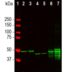 Invitrogen GFAP Polyclonal Antibody:Antibodies:Primary Antibodies