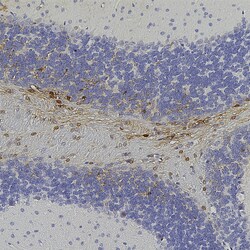 Invitrogen GFP Polyclonal Antibody 100 &mu;L; Unconjugated:Antibodies,
