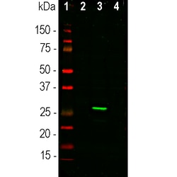Invitrogen GFP Polyclonal Antibody 100 &mu;L; Unconjugated:Antibodies,