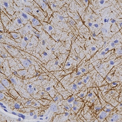 Invitrogen MBP Polyclonal Antibody:Antibodies:Primary Antibodies