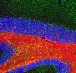 Invitrogen MBP Polyclonal Antibody:Antibodies:Primary Antibodies