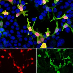 Invitrogen mCherry Polyclonal Antibody 100 &mu;L; Unconjugated:Antibodies,