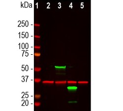 Invitrogen mCherry Polyclonal Antibody 100 &mu;L; Unconjugated:Antibodies,