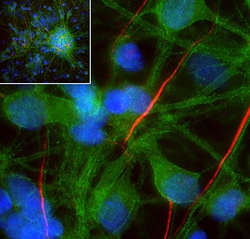 SPTAN1 Polyclonal Antibody, Invitrogen 100 &mu;L; Unconjugated:Antibodies,