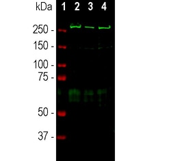 SPTAN1 Polyclonal Antibody, Invitrogen 100 &mu;L; Unconjugated:Antibodies,