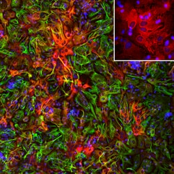Invitrogen ALDH1L1 Polyclonal Antibody:Antibodies:Primary Antibodies