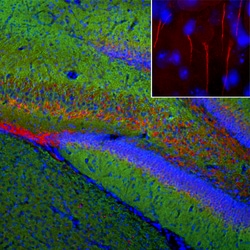 Invitrogen Ankyrin G Polyclonal Antibody 500 &mu;L; Unconjugated:Antibodies,
