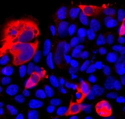 Invitrogen Cas12j Polyclonal Antibody 100 &mu;L; Unconjugated:Antibodies,