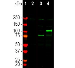 Invitrogen Cas12j Polyclonal Antibody 100 &mu;L; Unconjugated:Antibodies,