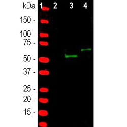 Invitrogen Cas9 Polyclonal Antibody:Antibodies:Primary Antibodies