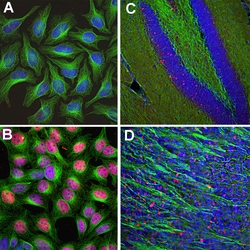 Invitrogen c-Fos Polyclonal Antibody 100 &mu;L; Unconjugated:Antibodies,