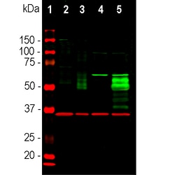Invitrogen c-Fos Polyclonal Antibody 100 &mu;L; Unconjugated:Antibodies,