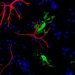 Invitrogen CNPase Polyclonal Antibody 100 &mu;L; Unconjugated:Antibodies,