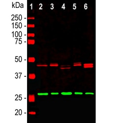 Invitrogen CNPase Polyclonal Antibody 100 &mu;L; Unconjugated:Antibodies,