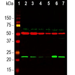 Invitrogen DJ-1 Polyclonal Antibody:Antibodies:Primary Antibodies
