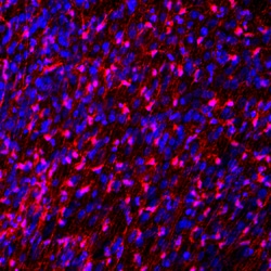 Invitrogen FABP7 Polyclonal Antibody 500 &mu;L; Unconjugated:Antibodies,