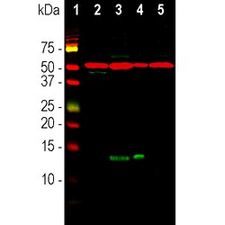 Invitrogen FABP7 Polyclonal Antibody 500 &mu;L; Unconjugated:Antibodies,