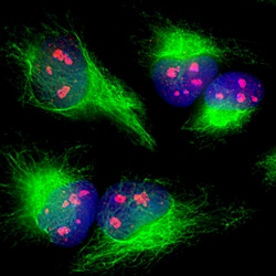 Invitrogen Fibrillarin Polyclonal Antibody 500 &mu;L; Unconjugated:Antibodies,