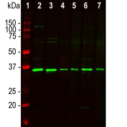 Invitrogen Fibrillarin Polyclonal Antibody 500 &mu;L; Unconjugated:Antibodies,