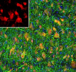Invitrogen NeuN Polyclonal Antibody 500 &mu;L; Unconjugated:Antibodies,