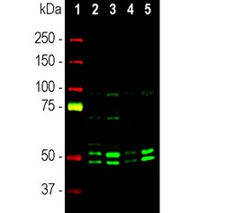 Invitrogen NeuN Polyclonal Antibody 500 &mu;L; Unconjugated:Antibodies,