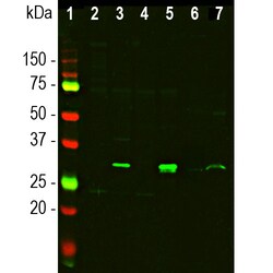 Invitrogen Galectin 3 Polyclonal Antibody 500 &mu;L; Unconjugated:Antibodies,