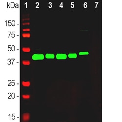 Invitrogen GAP43 Polyclonal Antibody:Antibodies:Primary Antibodies