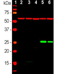 Invitrogen HSP60 Polyclonal Antibody:Antibodies:Primary Antibodies