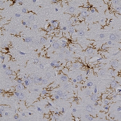Invitrogen IBA1 Polyclonal Antibody:Antibodies:Primary Antibodies