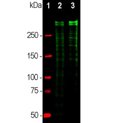Invitrogen Ki-67 Polyclonal Antibody 100 &mu;L; Unconjugated:Antibodies,
