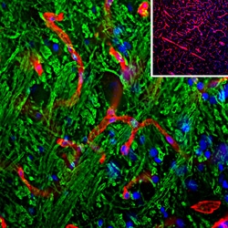 Invitrogen Laminin Polyclonal Antibody 100 &mu;L; Unconjugated:Antibodies,
