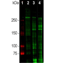 Invitrogen Laminin Polyclonal Antibody 100 &mu;L; Unconjugated:Antibodies,