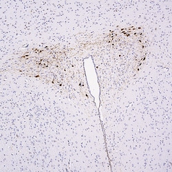 Invitrogen mCherry Polyclonal Antibody 500 &mu;L; Unconjugated:Antibodies,