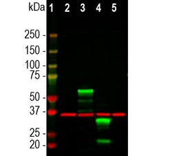 Invitrogen mCherry Polyclonal Antibody 500 &mu;L; Unconjugated:Antibodies,
