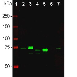 Invitrogen MECP2 Polyclonal Antibody 500 &mu;L; Unconjugated:Antibodies,