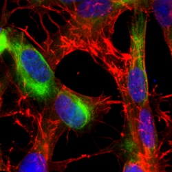 Invitrogen Nestin Polyclonal Antibody 100 &mu;L; Unconjugated:Antibodies,