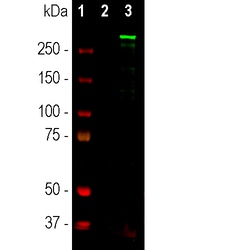 Invitrogen Nestin Polyclonal Antibody 100 &mu;L; Unconjugated:Antibodies,