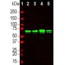 Invitrogen NEFL Polyclonal Antibody:Antibodies:Primary Antibodies