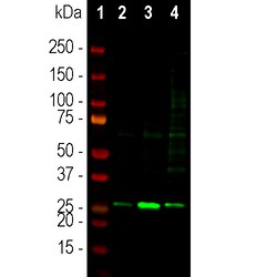 Invitrogen SCGN Polyclonal Antibody 500 &mu;L; Unconjugated:Antibodies,