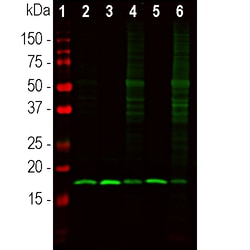 Invitrogen beta Synuclein Polyclonal Antibody:Antibodies:Primary Antibodies