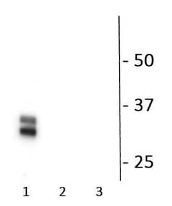 Invitrogen Phospho- Connexin 36 (Ser276) Polyclonal Antibody 100 &mu;L;